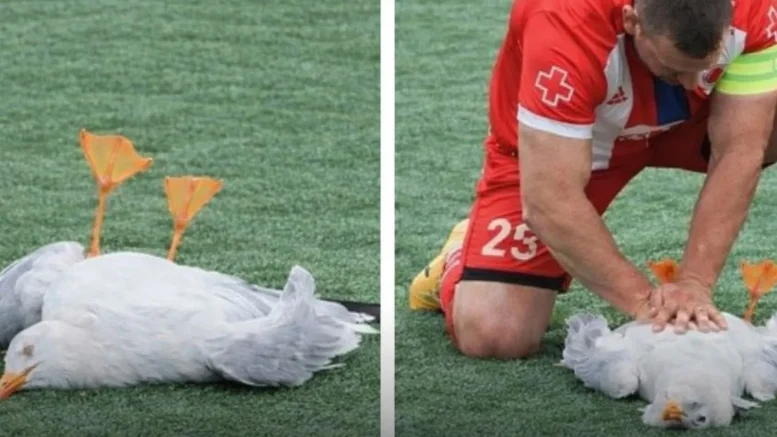 Gani Catan performing CPR on seagull bird
