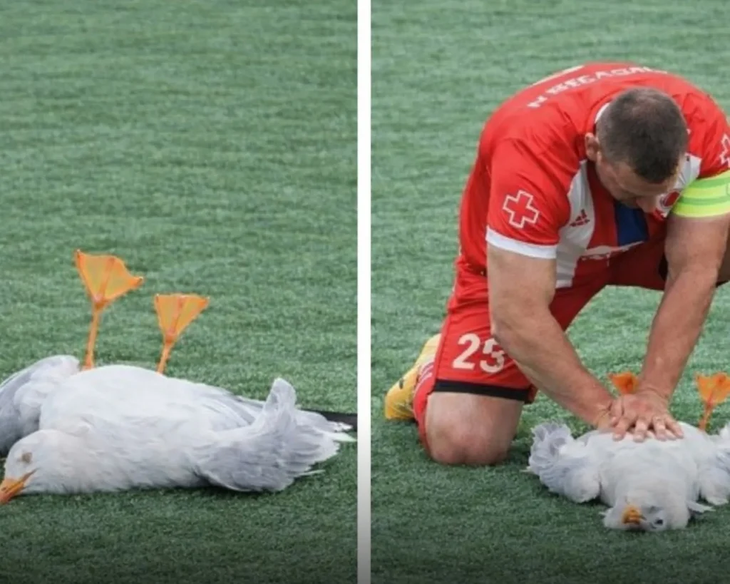 Gani Catan performing CPR on seagull during Yurdum Spor playoff final